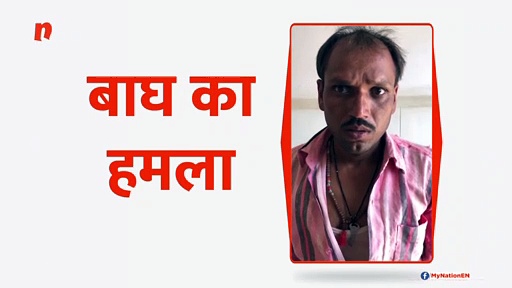 दो व्यक्तियों पर बाघ का हमला