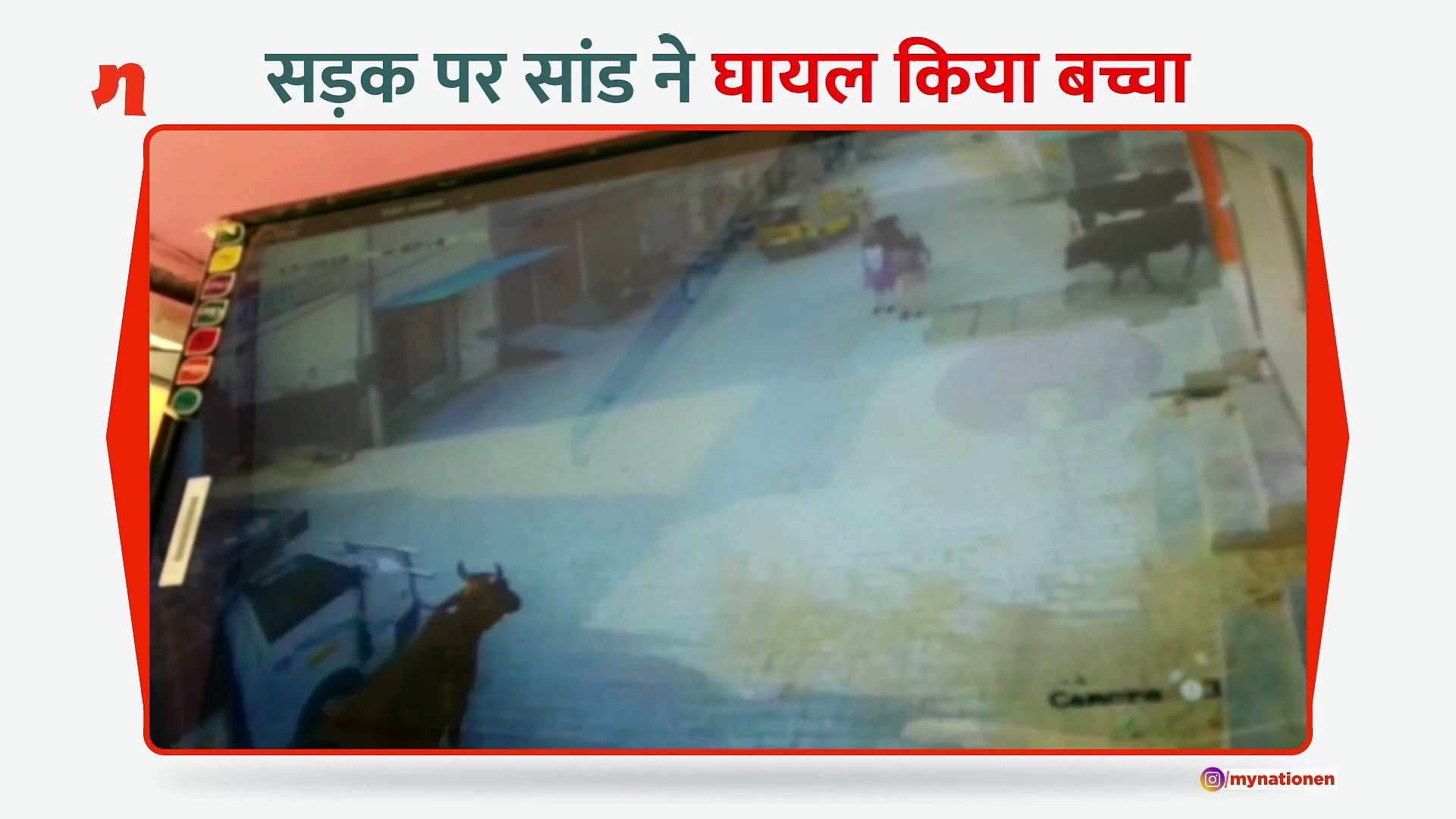 दो सांडों की लड़ाई में बच्चा हुआ घायल