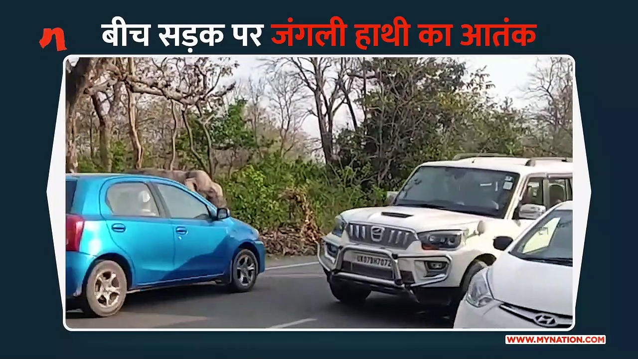 सहारनपुर में जंगली हाथी का आतंक