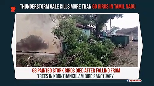 Thunderstorm Gale kills 68 painted stork; destroys nest in Koonthankulam bird sanctuary