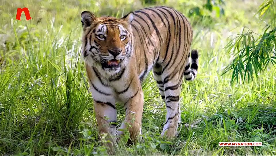 Sriimurali, Vasishta Simha join protest to demand justice for tigress Avni