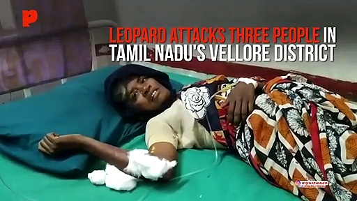Leopard attacks Vellore villagers; three injured