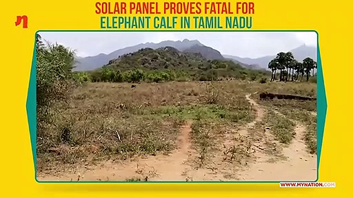 Tamil Nadu: Elephant calf touches solar panel; electrocuted