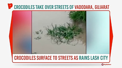 Vadodara rains: Crocodiles take over flooded streets