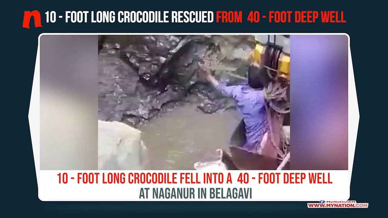 Karnataka: Crocodile falls into well, rescued by forest officers