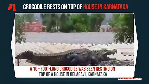Karnataka floods: Crocodile found resting atop house in Belagavi; video goes viral