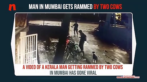 Kerala man peering at phone screen gets rammed by cows in Mumbai; video goes viral