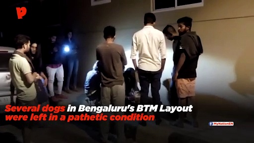 Dogs found dead in Bengaluru's BTM Layout; poisoning suspected