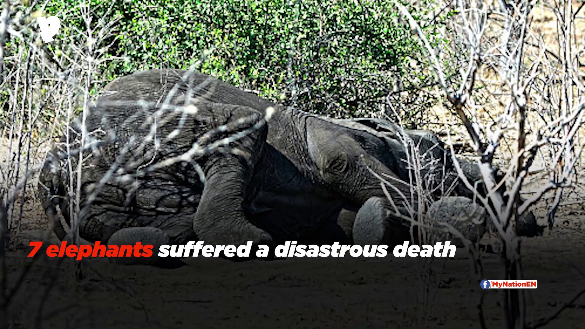 Bhubaneswar: 7 elephants electrocuted to death in Odhisa (Video)