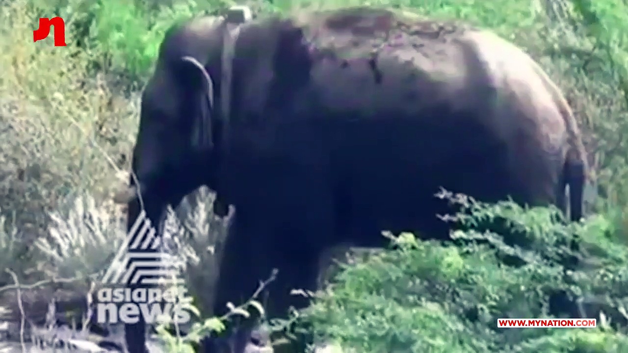 Kerala forest department officials capture rogue elephant in Idukki