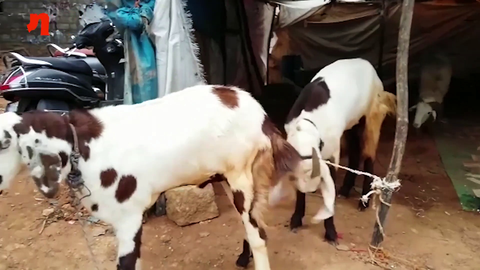 Bakrid: 2 lakh goat and sheep make it to Bengaluru for the festival