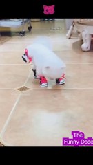 Funniest animal video ever  #animals #cat #funnyanimals #dog