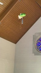 Hummingbird Rides Balloon