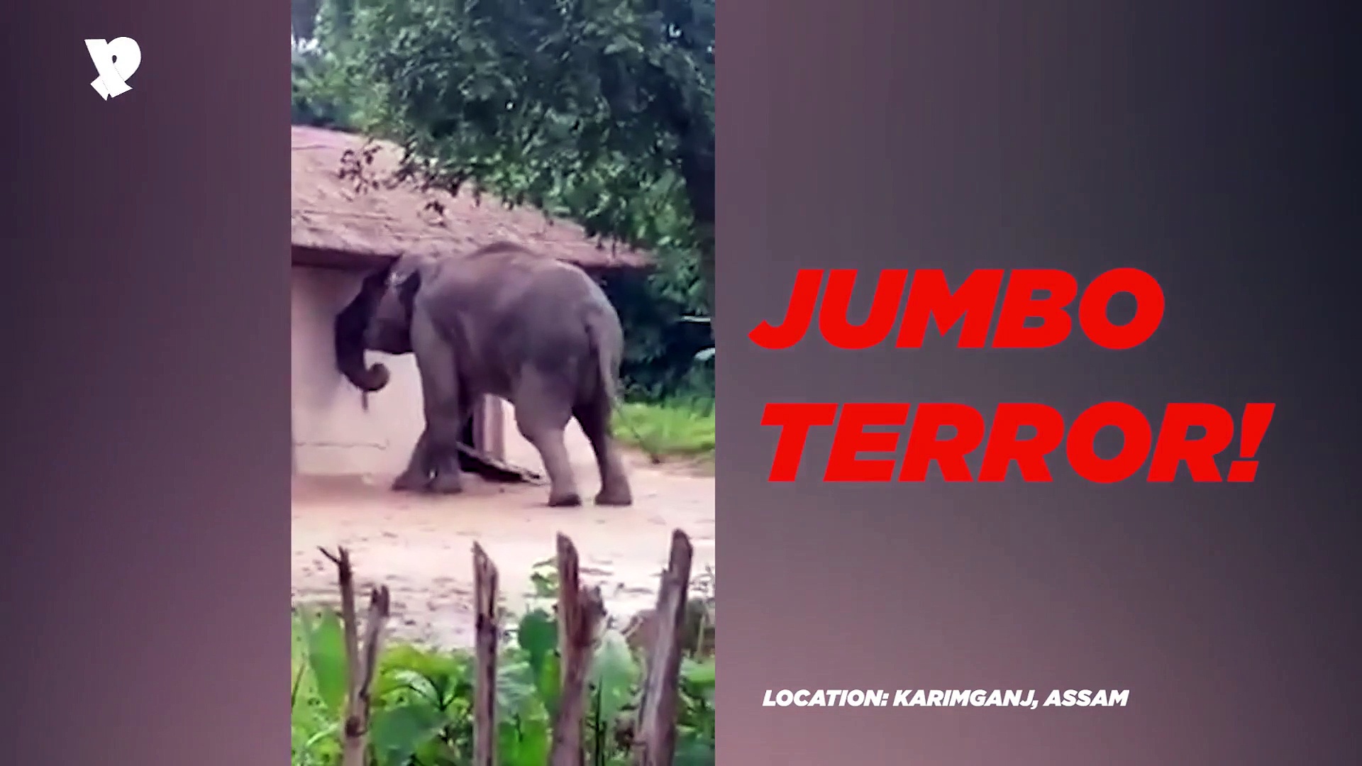 Assam village terrorised by wild elephant: See dramatic visuals