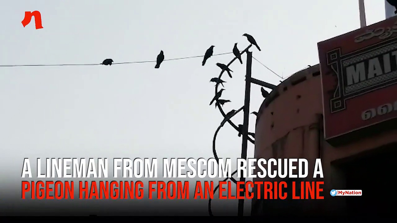 Karnataka: An ‘electrifying’ rescue in Mangaluru; lineman saves pigeon
