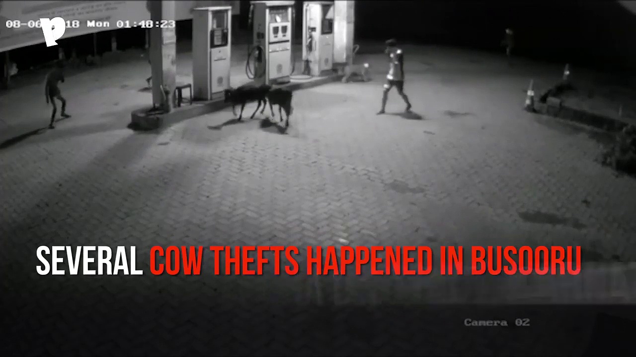 Karnataka: Cow thieves caught in the act on CCTV
