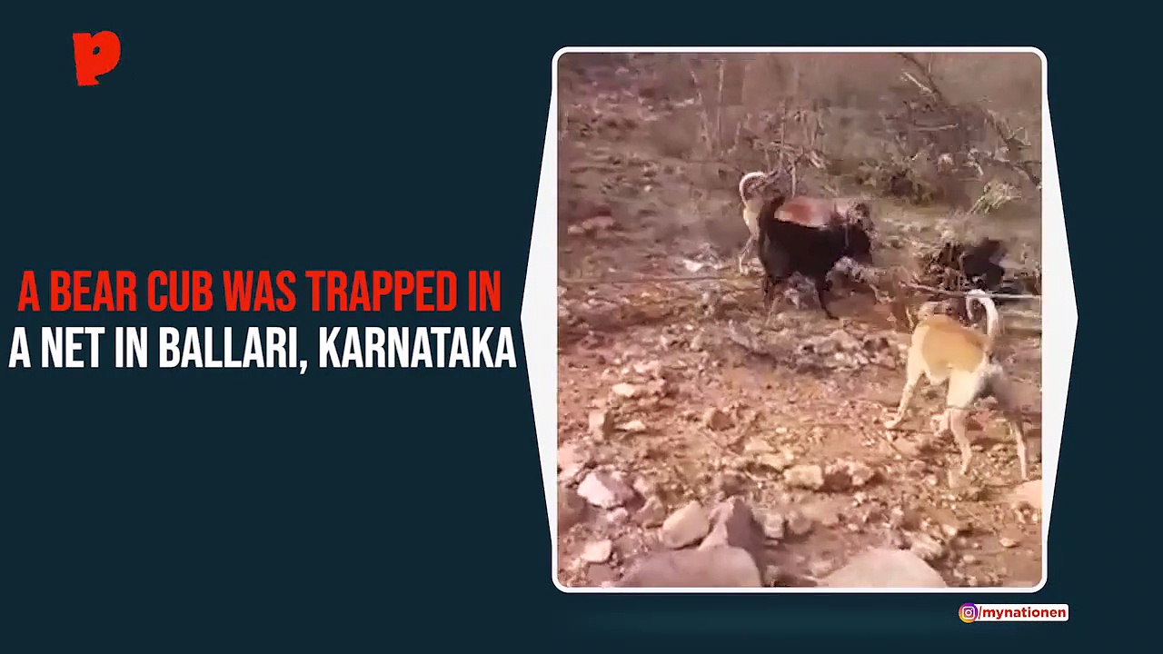 Ballari: Bear cub trapped in net placed for hare; forest department blamed