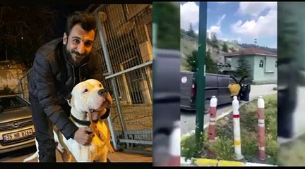 Şoke eden 'suç' itirafı: Devletin elindeki saldırgan ve yasaklı pitbull'ları kaçırarak sokaklara saldıkları ortaya çıktı!