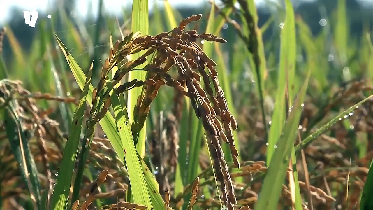 Is AIADMK's vote share going down south in Tamil Nadu?