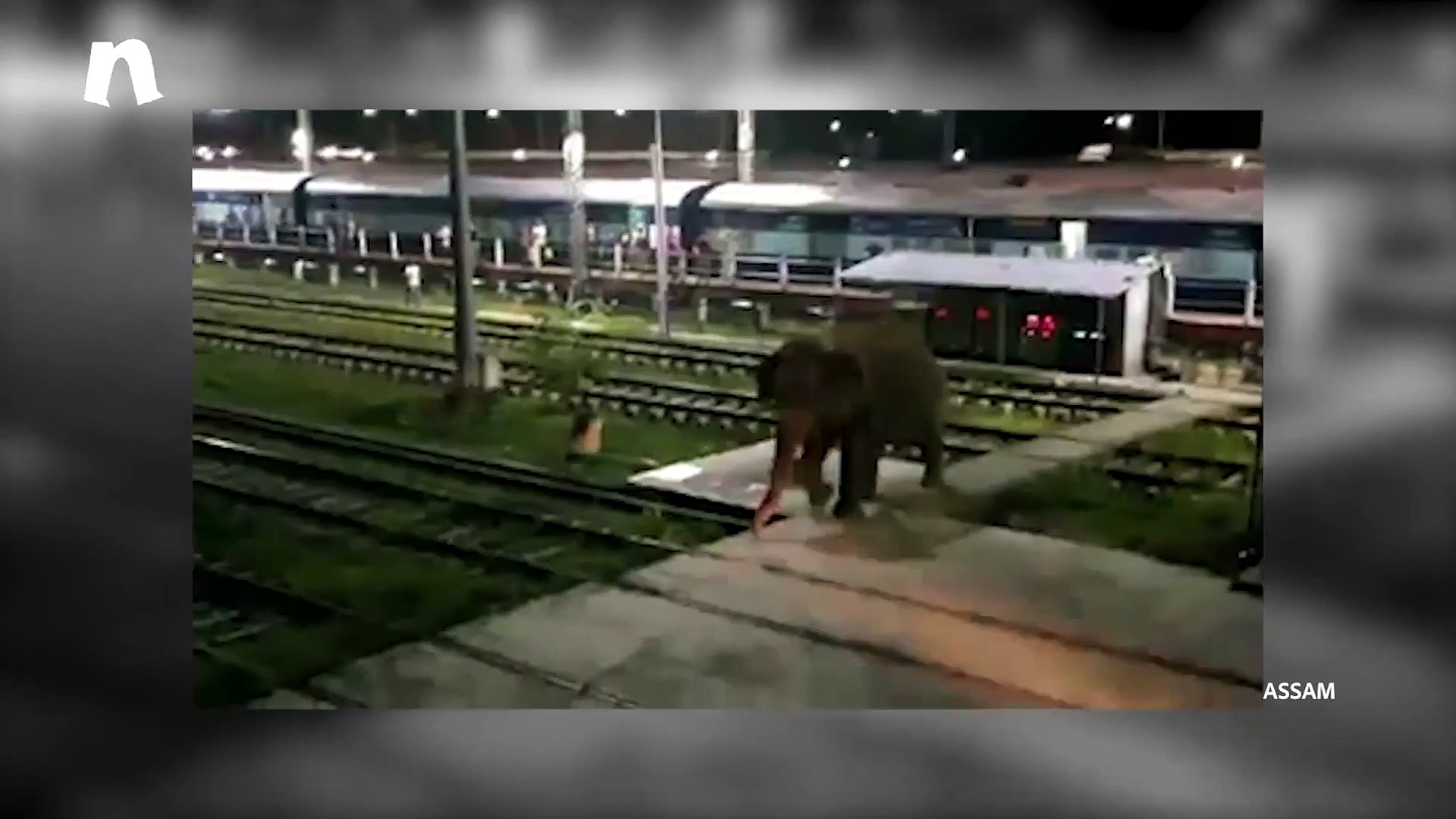 Elephant goes on rampage at Assam's Rangapara station; passengers escape unhurt