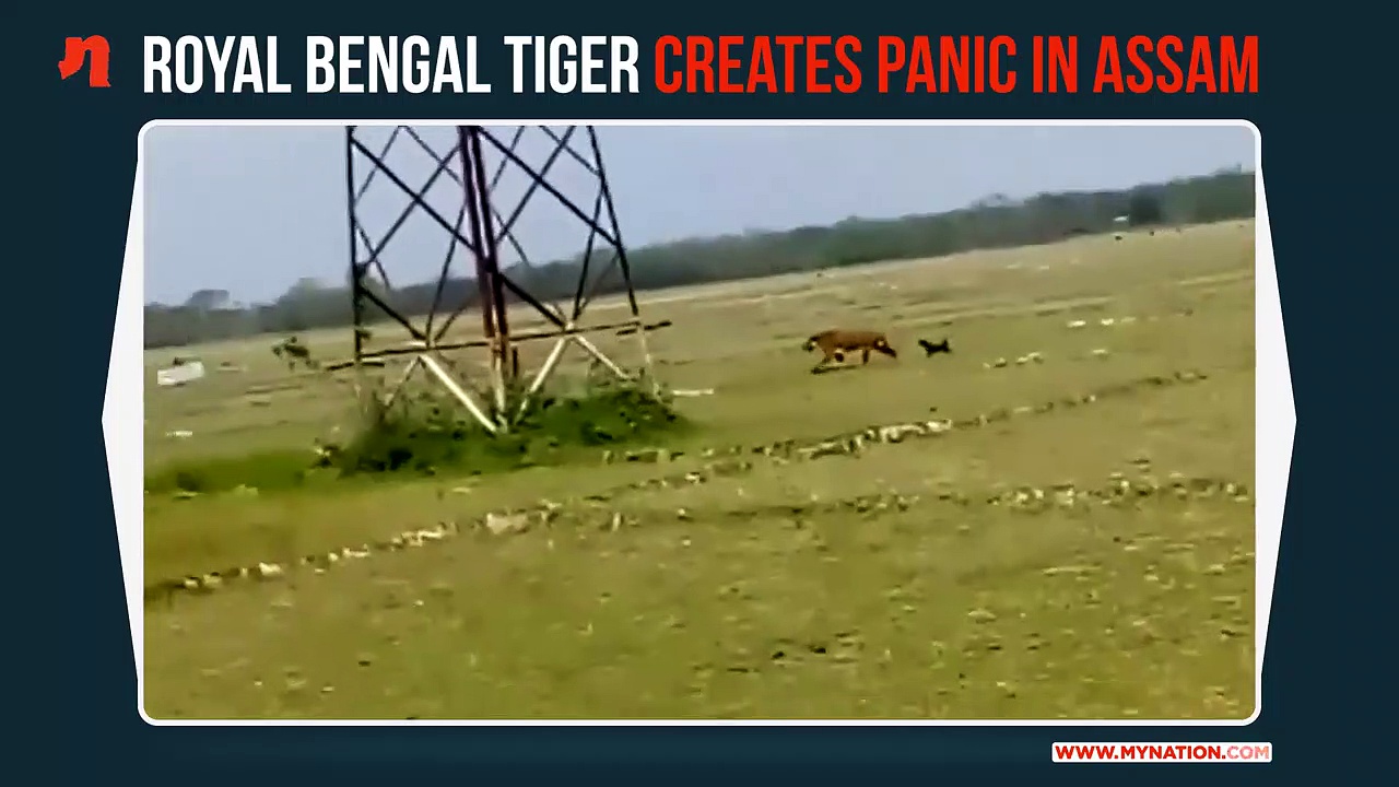 When a Royal Bengal Tiger left these Assamese villagers panic stricken