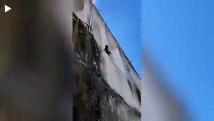 فيديو .. قرد يحمل سكيناً يرعب مدينة بأكملها - -