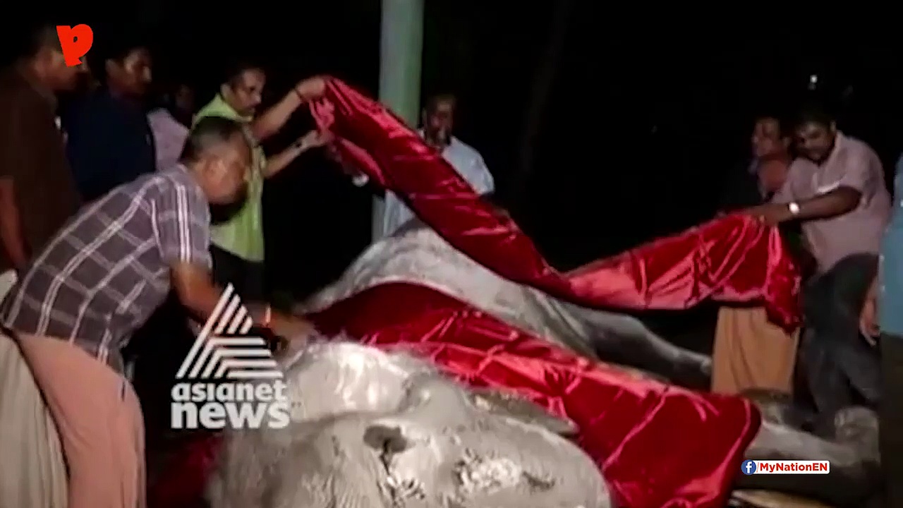 Kerala: Oldest Asian elephant passes away at 88