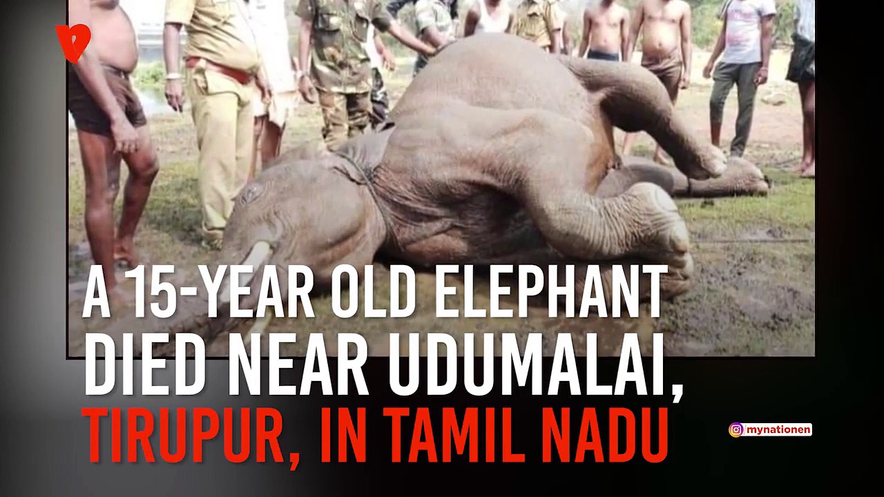 Tamil Nadu: 15-year-old elephant found dead in Tirupur canal