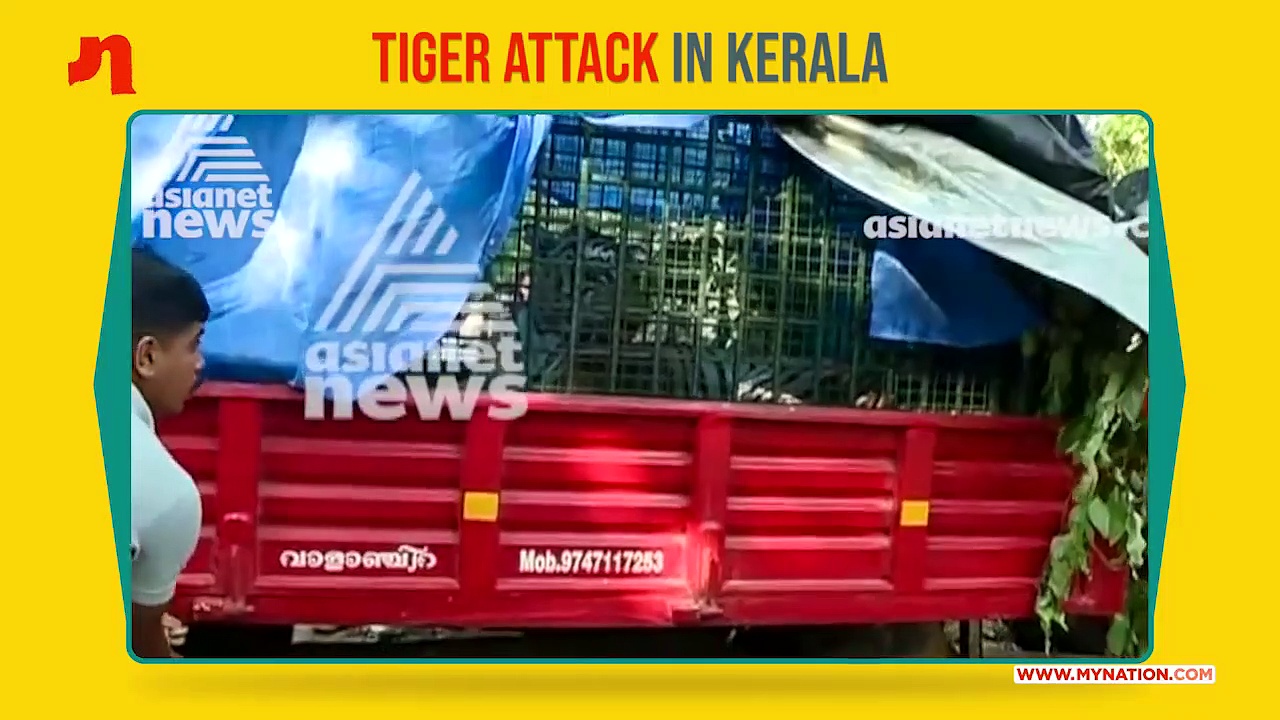 Kerala forest department finally trap tiger that attacked forest officials, five citizens