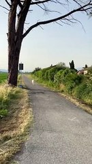 Dog Runs Around Corner and Into a Ditch