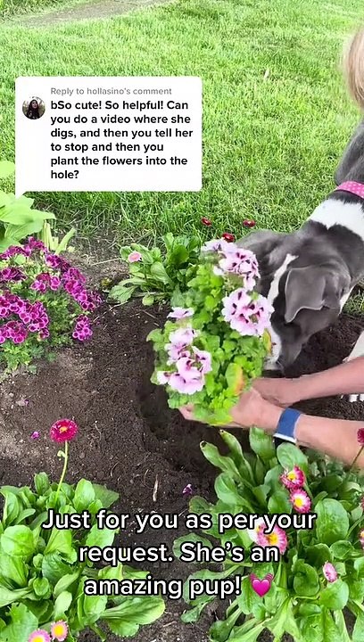 Pup Helps Plant Flowers