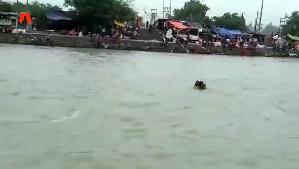 हरिद्वार में गंगा में डूबने से बाल-बाल बचे दो कावड़िये