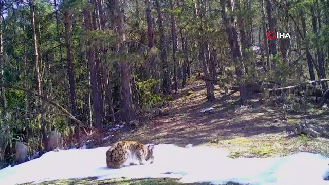 Artvin Milli Parkı’nda vaşak fotokapana yansıdı