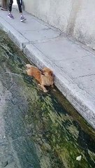 Así se refresca un perrito en "su piscina" particular en plena calle de Matanzas