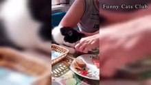 Funny Cats and Dogs  #3 - Funny Cats Club