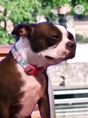 Super Dogs And Cats Reaction Videos 2022 #14