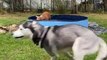 Dog Runs Extremely Fast Through Backyard While Other Splashes Water in Kiddie Pool