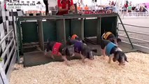 بدون تعليق: سباقات الخنازير تحظى بشعبية كبيرة خلال مهرجان خاص بولاية نيوجيرسي