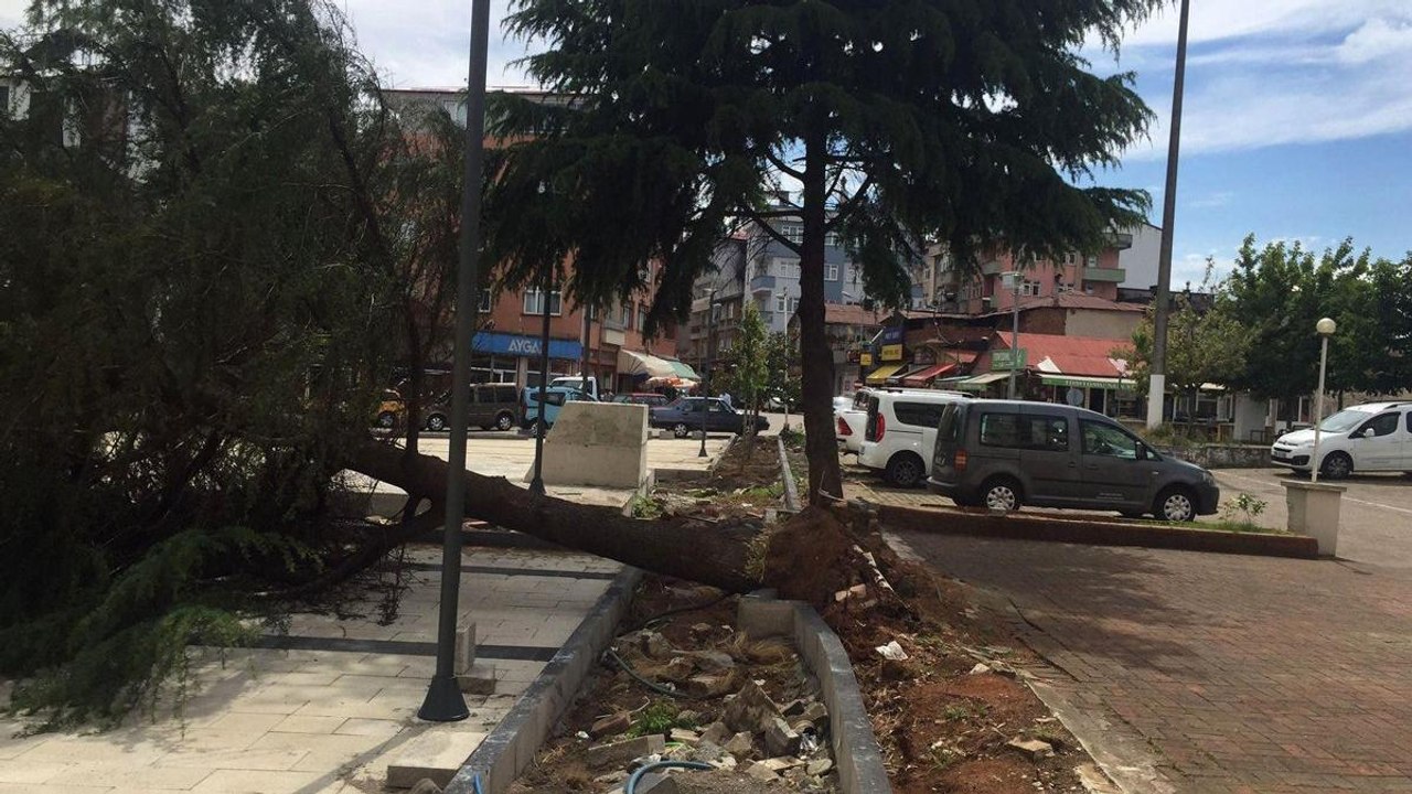 Kaymakam, devrilen ağacın kaldırılmak isteyen CHP'li belediyeye izin vermedi