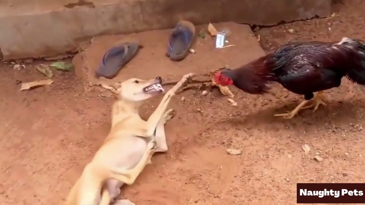 Rooster Vs dog. When dog run like chicken! - Naughty Pets