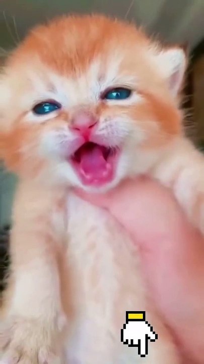 Baby Cats  Cute Funny Cats Videos cat cutecat shorts cute cats funny animals videos