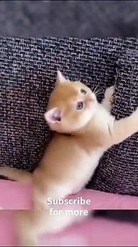 OMG So Cute Cats ♥ Best Funny Cat Videos 2022#Shorts