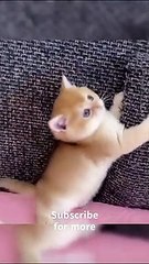 OMG So Cute Cats ♥ Best Funny Cat Videos 2022#Shorts