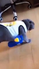 Funny cat videos   cute cat videos   cute animals   funny cats shorts