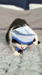 Cute Baby Cats lazy and Funny Cat Videos CompilationCatFamily