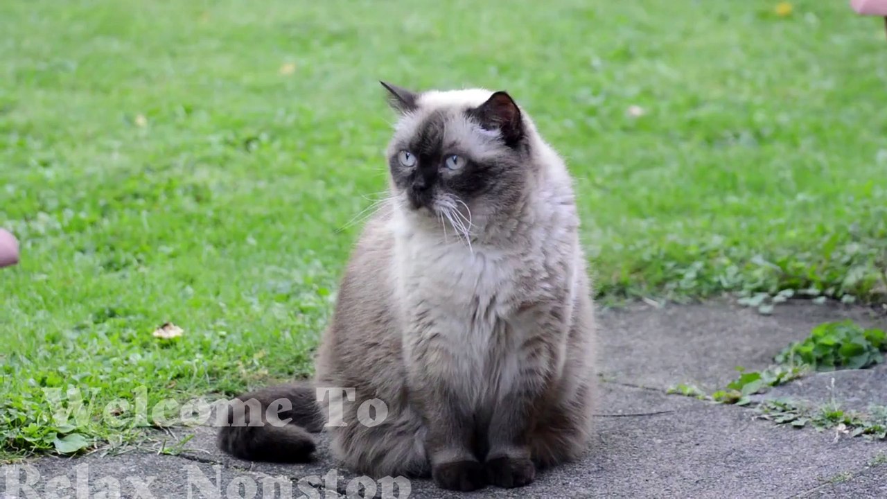 Deep Soothing Music for Anxious  ,Calming MUSIC FOR CATS and kittens