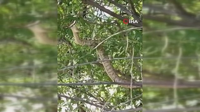 Türkiye’nin en zehirli yılanı Tunceli’de görüntülendi