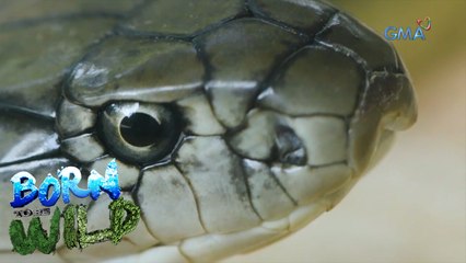 Discovering the cobra’s lair in Marinduque | Born to be Wild