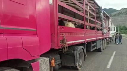 Artvin'den Bursa'ya Kurbanlık Götüren Vatandaş 52 Bin Lira Tır Ücreti Ödüyor