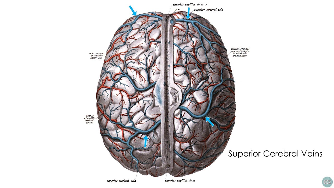 Anatomy of Dural Venous Sinuses